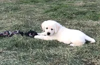 Claire, a  Labrador Retriever for sale in Valley Center, CA – Photo 3 of 5