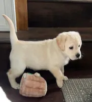 Claire, a  Labrador Retriever for sale in Valley Center, CA – Photo 7 of 7