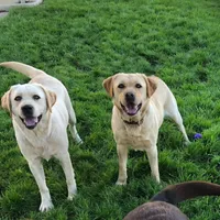 Claire, a  Labrador Retriever for sale in Valley Center, CA – Photo 5 of 7