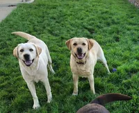 Claire, a  Labrador Retriever for sale in Valley Center, CA – Photo 4 of 5