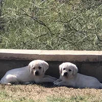 Claire, a  Labrador Retriever for sale in Valley Center, CA – Photo 2 of 7