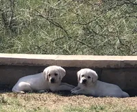 Claire, a  Labrador Retriever for sale in Valley Center, CA – Photo 2 of 5