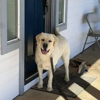 Claire, a  Labrador Retriever for sale in Valley Center, CA – Photo 6 of 7