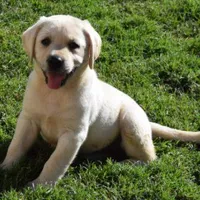 Claire, a  Labrador Retriever for sale in Valley Center, CA – Photo 1 of 7