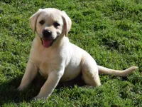 Claire, a  Labrador Retriever for sale in Valley Center, CA – Photo 1 of 5