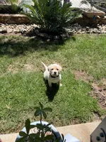 Tucker, a male Labrador Retriever for sale in Valley Center, CA – 2 of 7