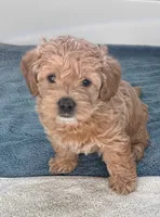 Copper, a male Maltipoo for sale in Valley Center, CA – 4 of 4