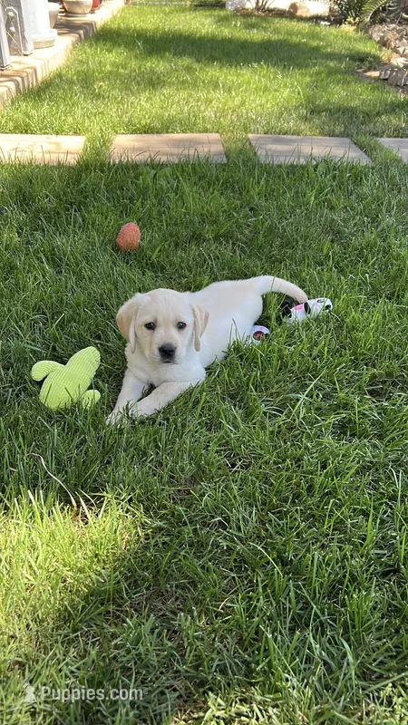 Ranger – Labrador Retriever puppy for sale in Valley Center, CA