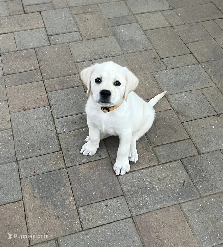 Harley – Labrador Retriever puppy for sale in Valley Center, CA