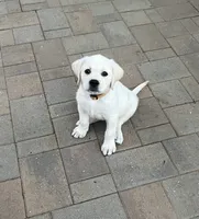 Harley, a male Labrador Retriever for sale in Valley Center, CA – 1 of 9