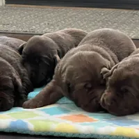 Duke, a  Labrador Retriever for sale in Valley Center, CA – Photo 4 of 4