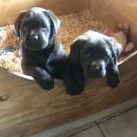 Duke, a  Labrador Retriever for sale in Valley Center, CA – Photo 3 of 4