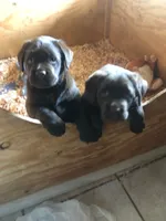 Duke, a  Labrador Retriever for sale in Valley Center, CA – Photo 3 of 4