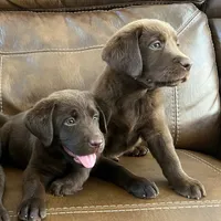 Duke, a  Labrador Retriever for sale in Valley Center, CA – Photo 2 of 4