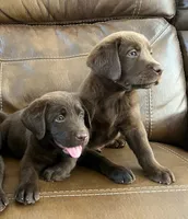 Duke, a  Labrador Retriever for sale in Valley Center, CA – Photo 2 of 4
