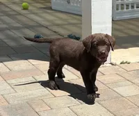 Duke, a  Labrador Retriever for sale in Valley Center, CA – Photo 1 of 4