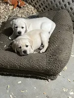 Harley , a  Labrador Retriever for sale in Valley Center, CA – 9 of 10