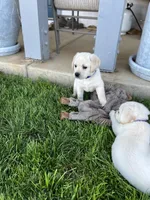 Harley, a male Labrador Retriever for sale in Valley Center, CA – 3 of 10