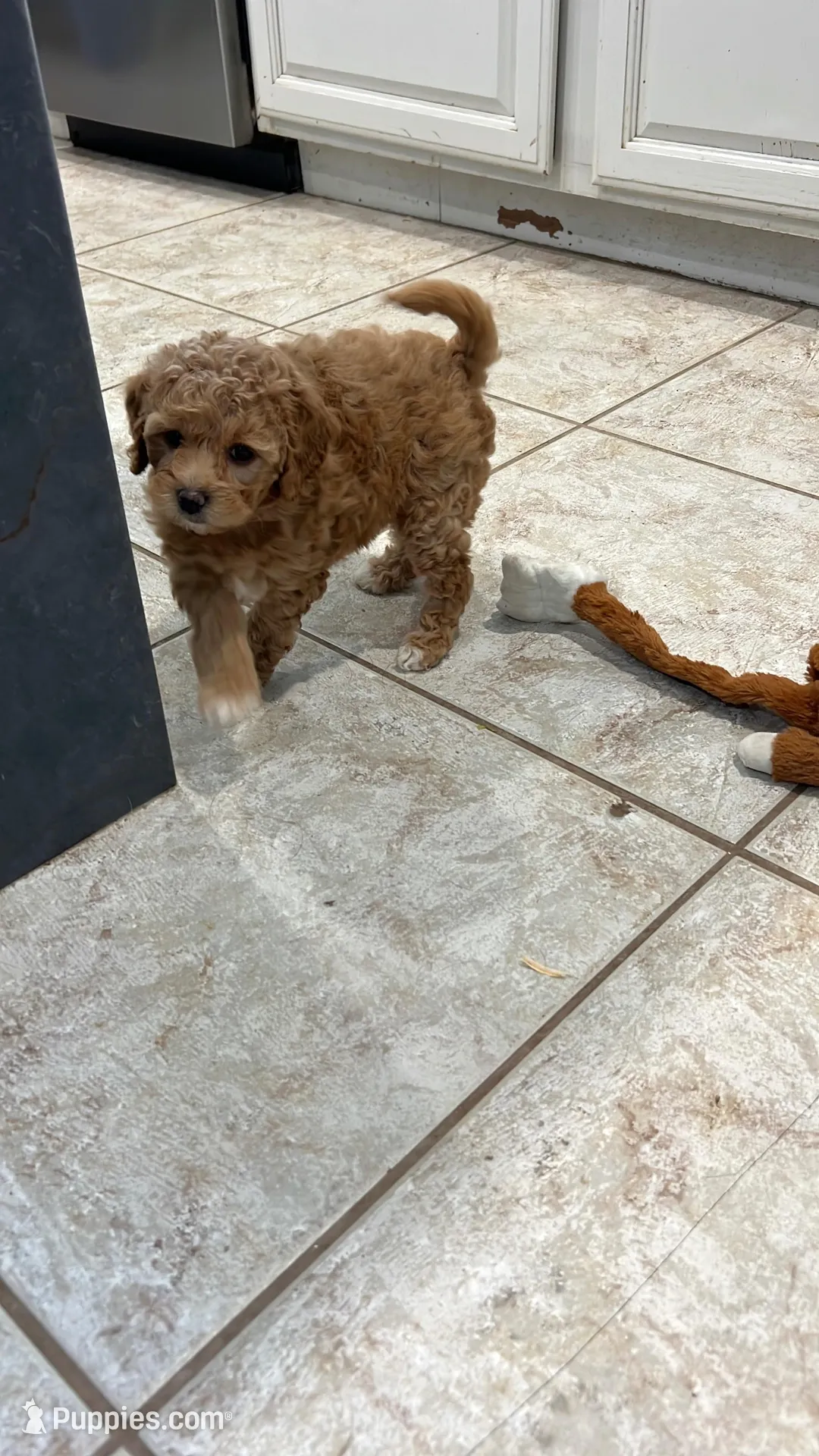 Sweet Maltipoo, a  Maltipoo for sale in Valley Center, CA – Photo 3 of 8