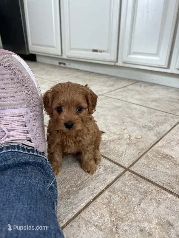 Cooper – Maltipoo puppy for sale in Valley Center, CA