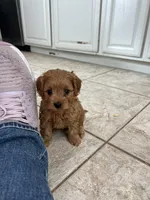 Cooper, a male Maltipoo for sale in Valley Center, CA – 1 of 3