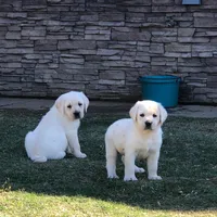 Teddy, a male Labrador Retriever for sale in Valley Center, CA – Photo 3 of 6
