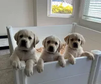 Teddy, a male Labrador Retriever for sale in Valley Center, CA – Photo 5 of 5
