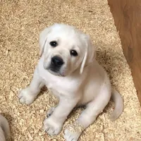 Teddy, a male Labrador Retriever for sale in Valley Center, CA – Photo 1 of 6
