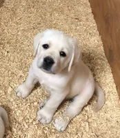 Teddy, a male Labrador Retriever for sale in Valley Center, CA – Photo 1 of 5
