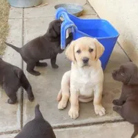 Teddy, a male Labrador Retriever for sale in Valley Center, CA – Photo 4 of 6
