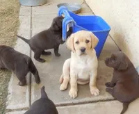 Teddy, a male Labrador Retriever for sale in Valley Center, CA – Photo 4 of 5