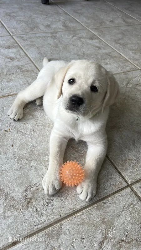 Ranger – Labrador Retriever puppy for sale in Valley Center, CA