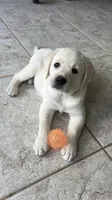 Ranger, a male Labrador Retriever for sale in Valley Center, CA – 1 of 5