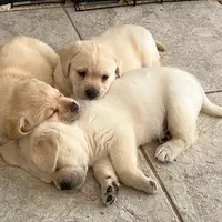 Thor, a  Labrador Retriever for sale in Valley Center, CA – Photo 5 of 9