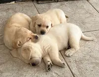 Thor, a  Labrador Retriever for sale in Valley Center, CA – Photo 5 of 9