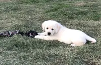 Thor, a  Labrador Retriever for sale in Valley Center, CA – Photo 9 of 9