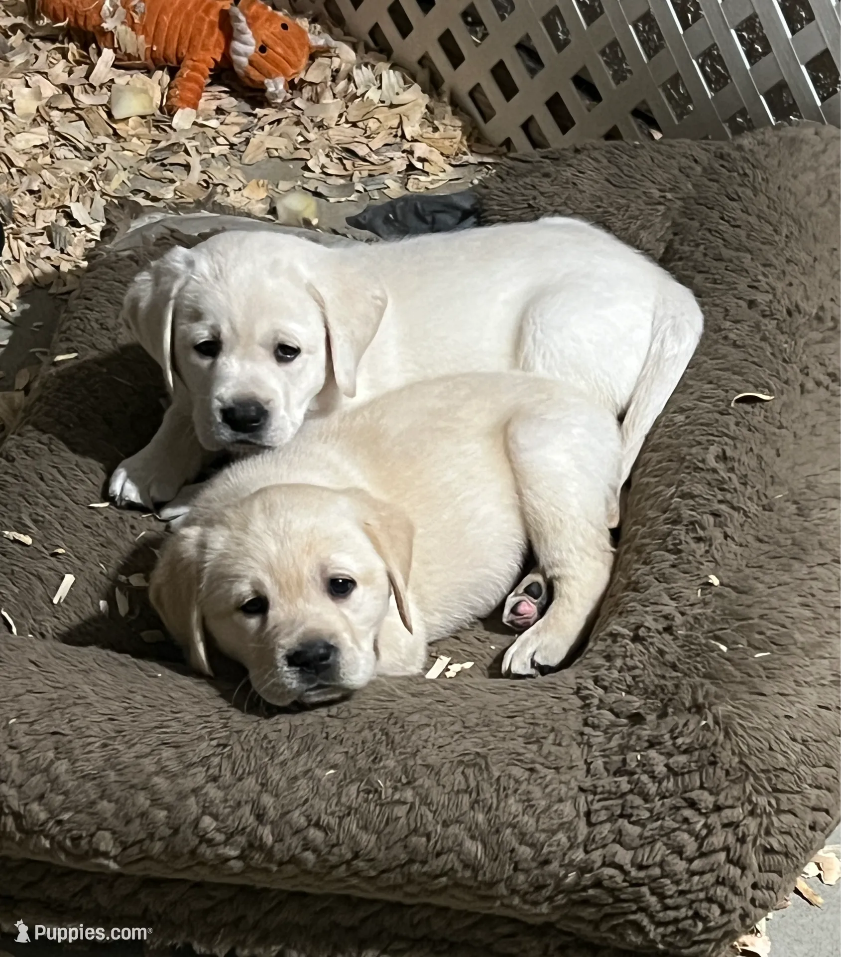Thor, a  Labrador Retriever for sale in Valley Center, CA – Photo 2 of 9
