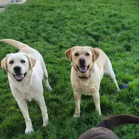 Thor, a  Labrador Retriever for sale in Valley Center, CA – Photo 7 of 9