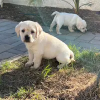 Thor, a  Labrador Retriever for sale in Valley Center, CA – Photo 4 of 9