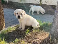 Thor, a  Labrador Retriever for sale in Valley Center, CA – Photo 4 of 9