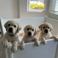 Thor, a  Labrador Retriever for sale in Valley Center, CA – Photo 8 of 9