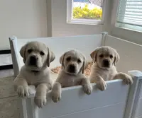 Thor, a  Labrador Retriever for sale in Valley Center, CA – Photo 8 of 9