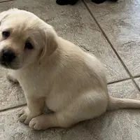 Thor, a  Labrador Retriever for sale in Valley Center, CA – Photo 3 of 9