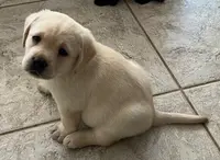 Thor, a  Labrador Retriever for sale in Valley Center, CA – Photo 3 of 9