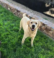 Max, a  Labrador Retriever for sale in Valley Center, CA – 7 of 8