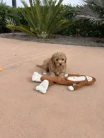 Copper, a male Maltipoo for sale in Valley Center, CA – 3 of 4