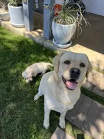 Ranger, a male Labrador Retriever for sale in Valley Center, CA – 4 of 4
