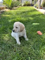 Ranger, a male Labrador Retriever for sale in Valley Center, CA – 2 of 4