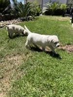 Harley, a male Labrador Retriever for sale in Valley Center, CA – 3 of 9