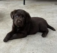 Bella, a  Labrador Retriever for sale in Valley Center, CA – Photo 2 of 4